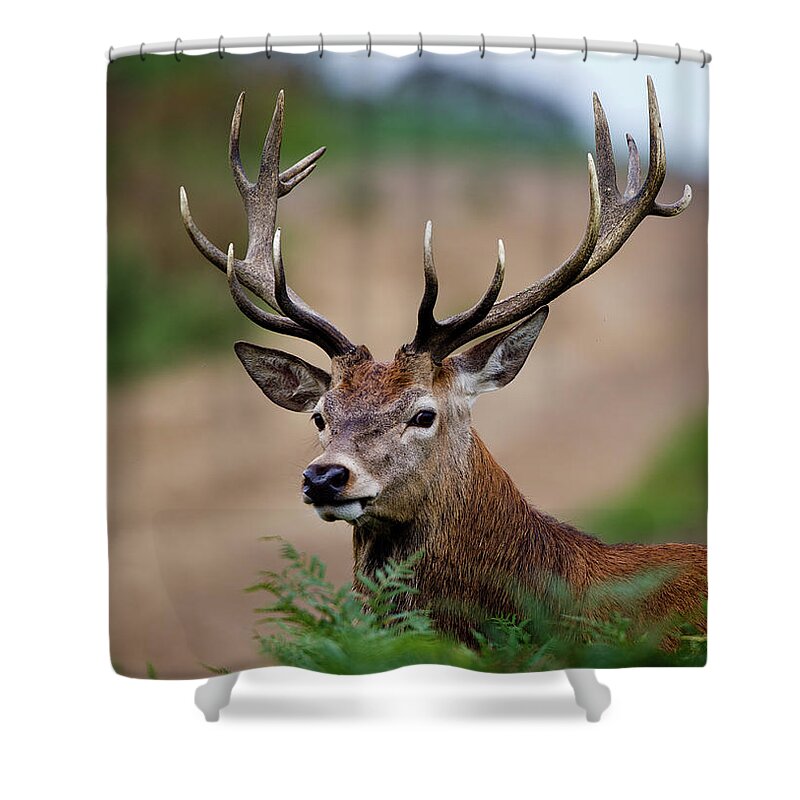 England Shower Curtain featuring the photograph Red Deer Stag by Mark Smith