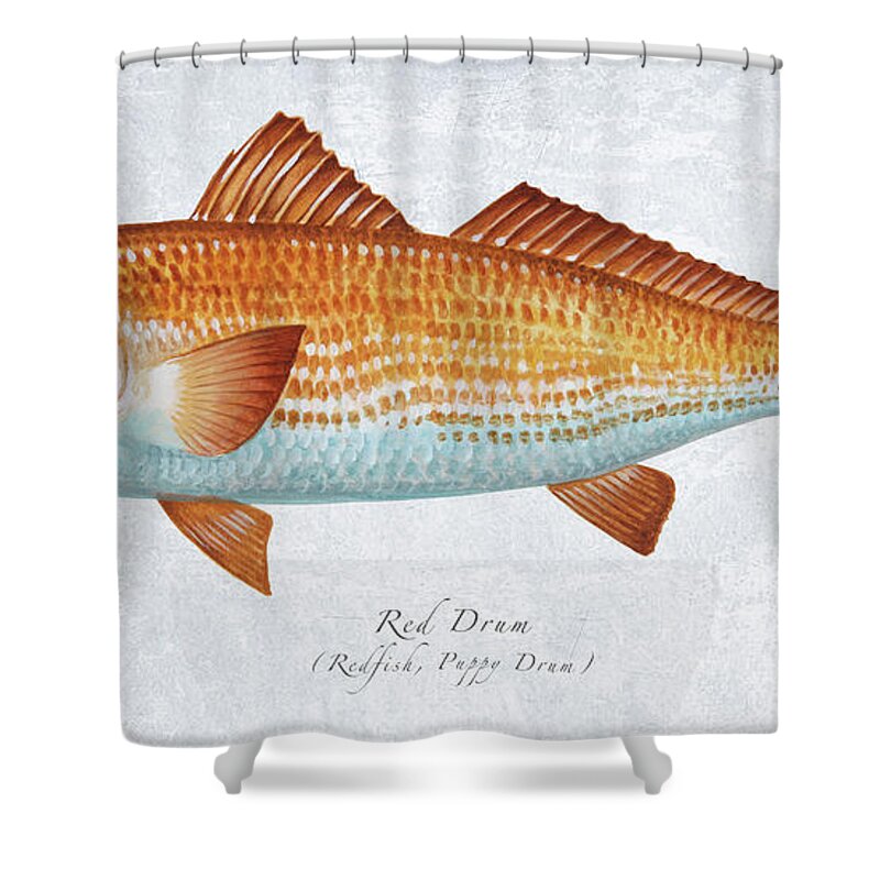 Red Drum Shower Curtain featuring the painting Red Drum Portrait by Guy Crittenden