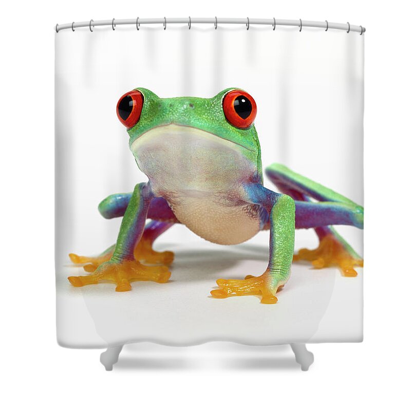 White Background Shower Curtain featuring the photograph Red Eyed Frog Agalychnis Callidryas by Don Farrall