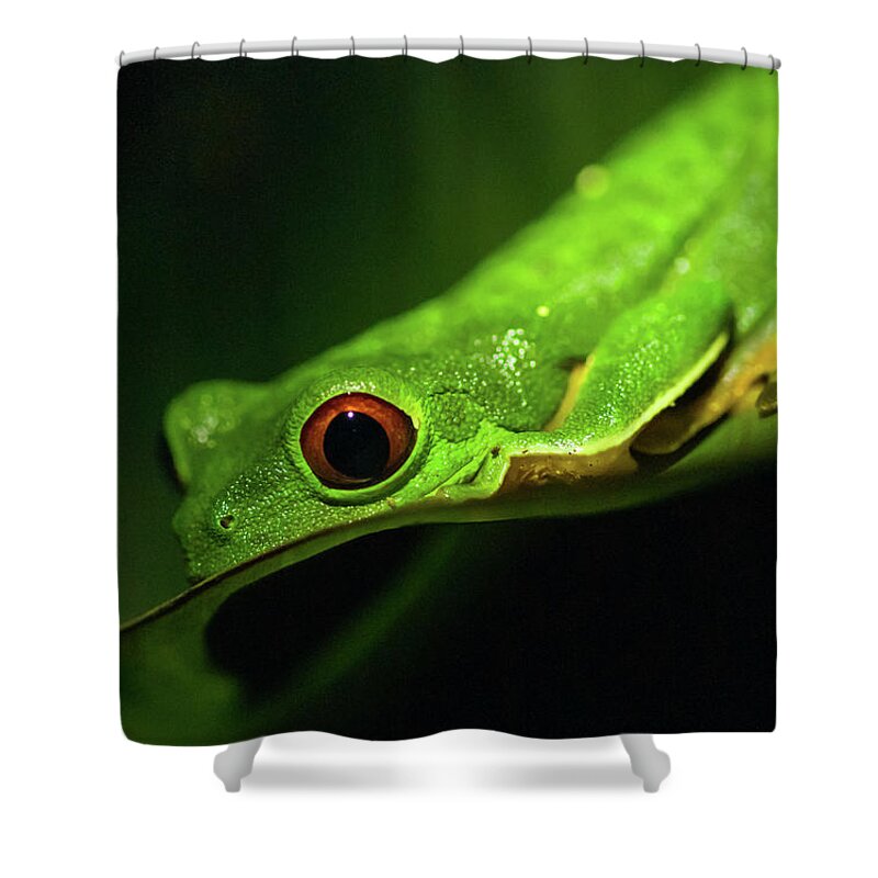 Animal Wildlife Shower Curtain featuring the photograph Red-eyed Tree Frog by By Sathish Jothikumar
