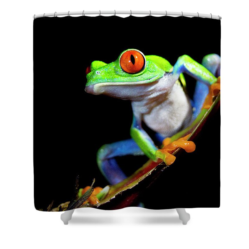 Red-eyed Tree Frog Shower Curtain