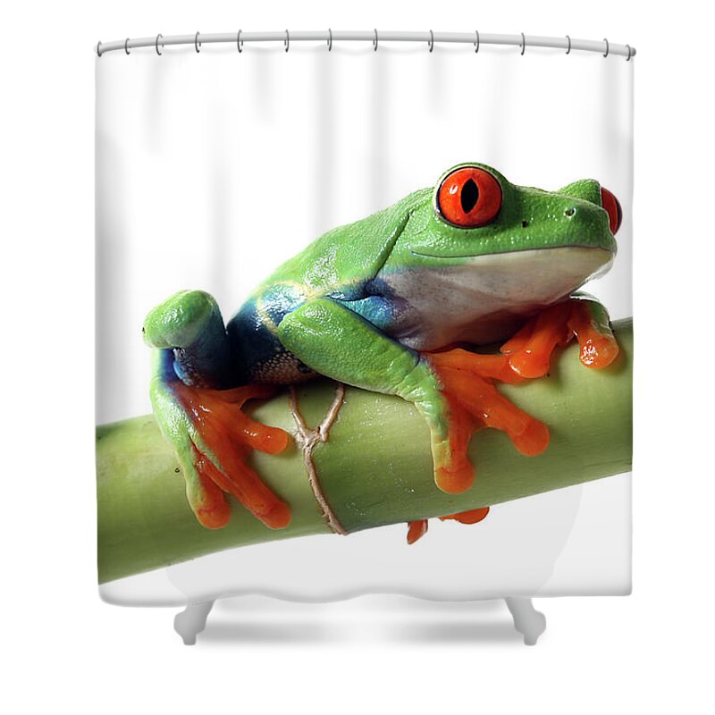 Red-eyed Tree Frog Shower Curtain by Mlorenzphotography 