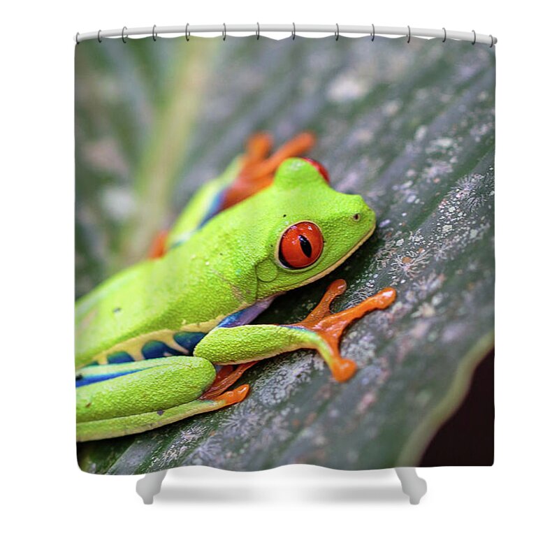 Red-Eyed Tree Frog Shower Curtain