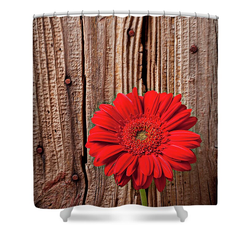 Petal Shower Curtain featuring the photograph Red Gerbera Daisy Against Wooden Wall by Garry Gay