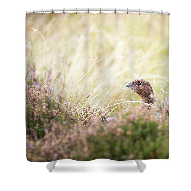 Female Red Grouse Shower Curtain featuring the photograph Red Grouse by Anita Nicholson