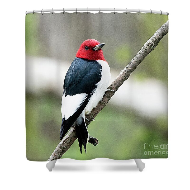 Bird Shower Curtain featuring the photograph Red Headed Woodpecker by Dennis Hammer
