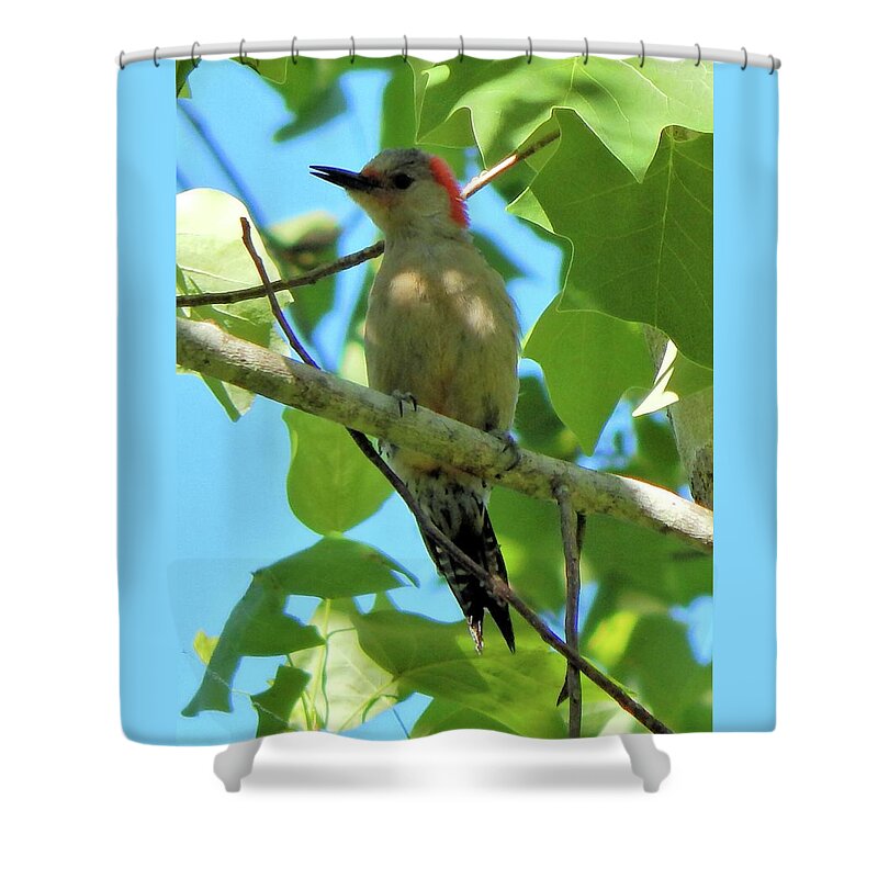 Birds Shower Curtain featuring the photograph Red Bellied Woodpecker #1 by Karen Stansberry