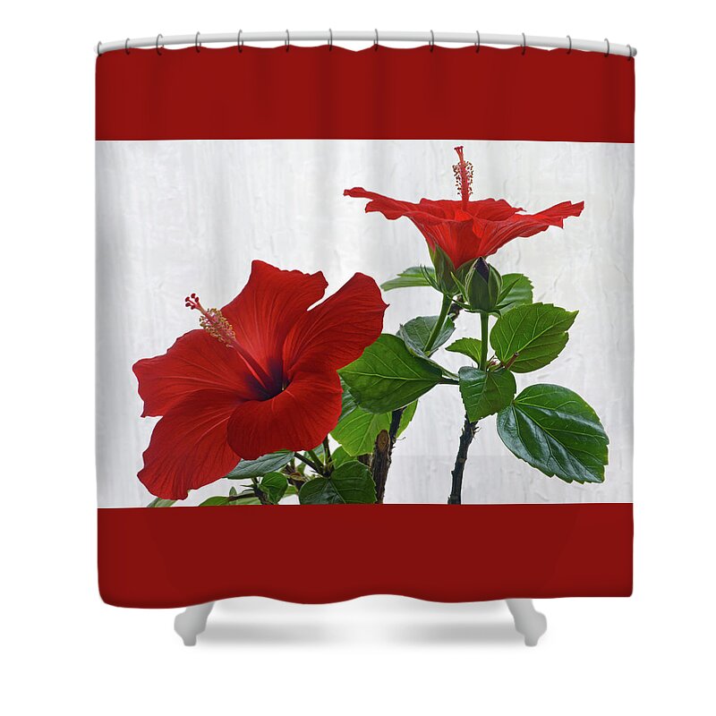 Hibiscus Shower Curtain featuring the photograph Red Hibiscus Duo by Terence Davis