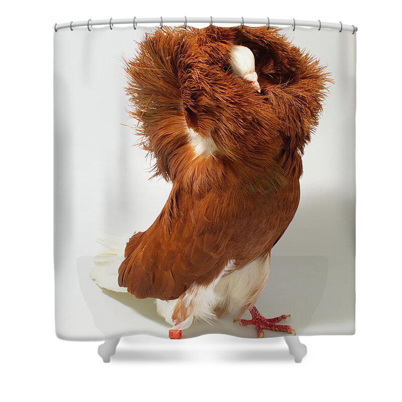 Pigeon Shower Curtain featuring the photograph Red Jacobin Pigeon by Nathan Abbott