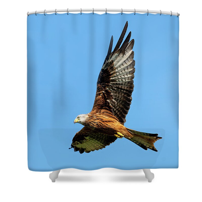 Red Kite Shower Curtain featuring the photograph Red Kite soaring by Steev Stamford