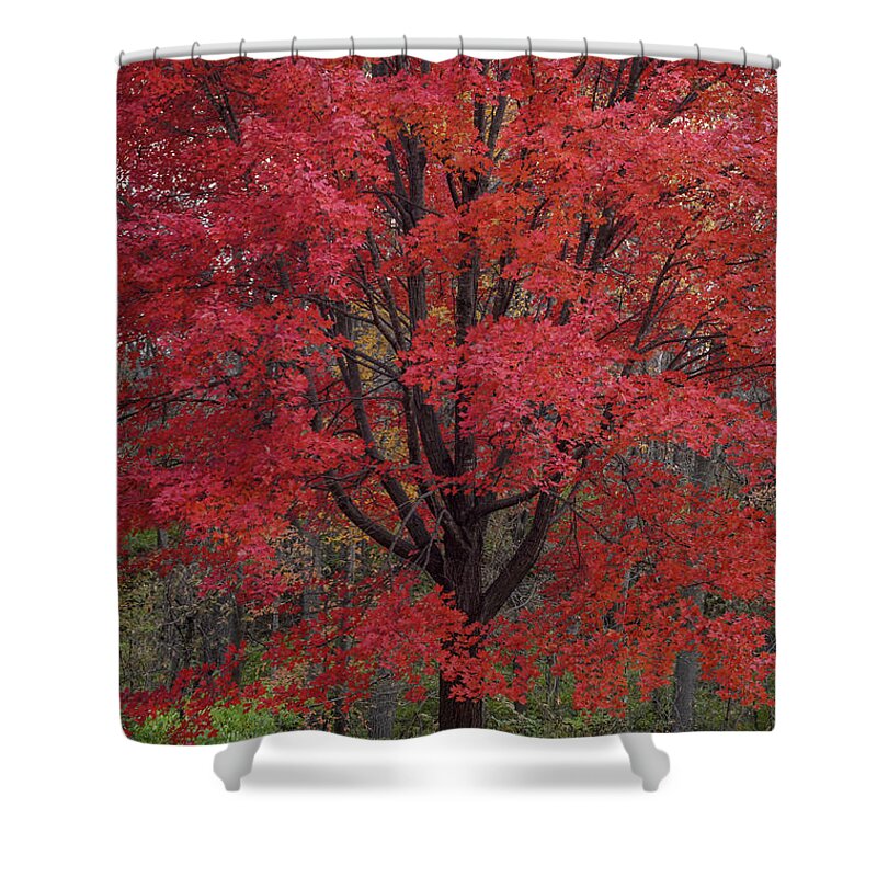 Red Maple Tree Shower Curtain featuring the photograph Red Maple Splendor by Tamara Becker