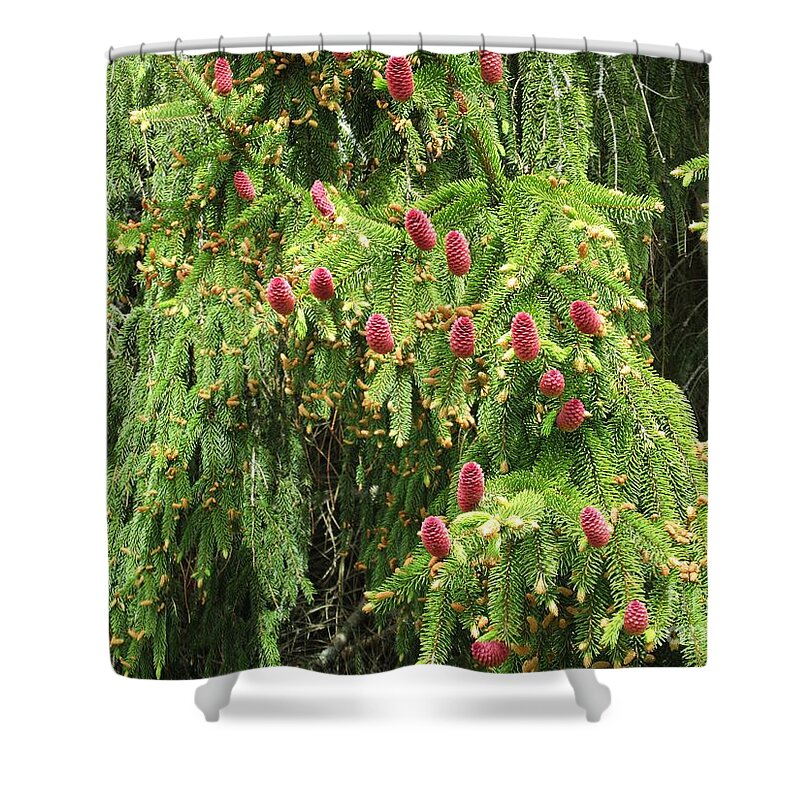 Red Shower Curtain featuring the photograph Red pine cones by Chani Demuijlder