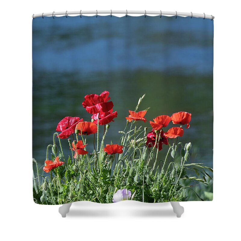 Red Shower Curtain featuring the photograph Red Poppies Growing On the Bank Of A Pond by Patrick Nowotny