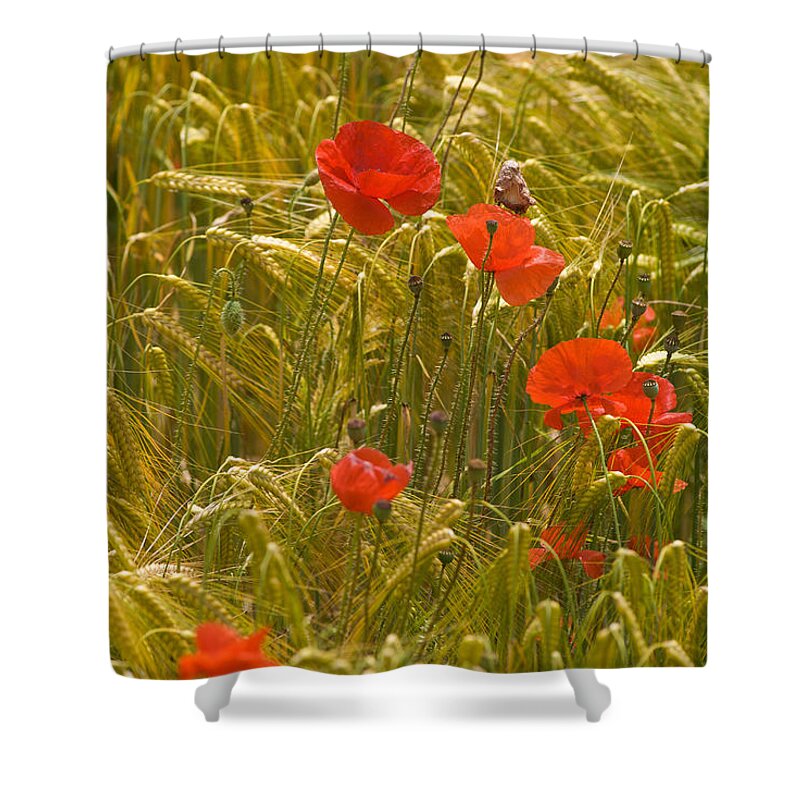 Alertness Shower Curtain featuring the photograph Red Poppy Flowers In Wheat Field by Chris Sattlberger