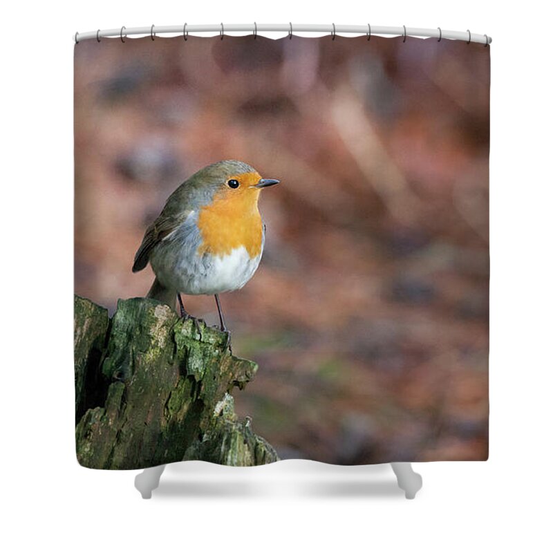 Robin Shower Curtain featuring the photograph Red Robin in the woods at Autumn by Anita Nicholson