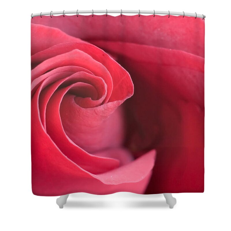 Rose Colored Shower Curtain featuring the photograph Red Rose by Jennyhorne