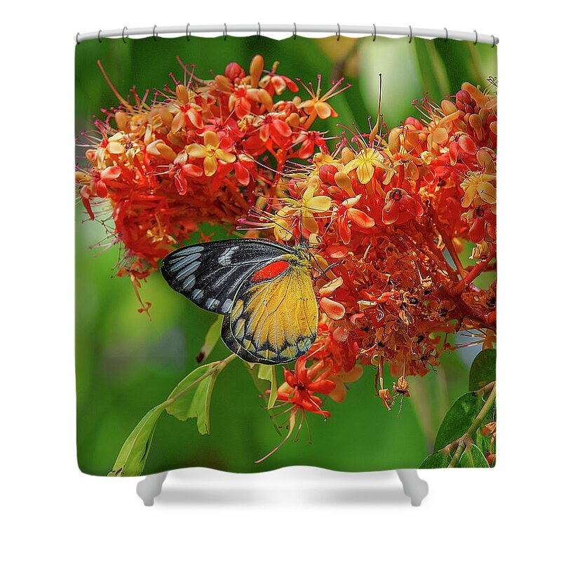 Nature Shower Curtain featuring the photograph Red-spot Jezebel Butterfly DTHN0235 by Gerry Gantt