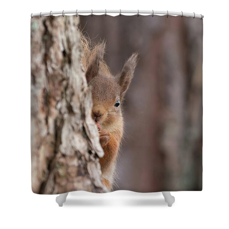 Red Shower Curtain featuring the photograph Red Squirrel Peering Round A Tree by Pete Walkden