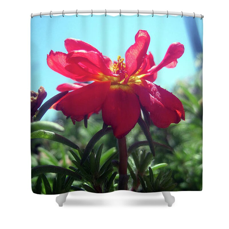 Red Flower Shower Curtain featuring the photograph Red Summer Flower 1 by Jaeda DeWalt