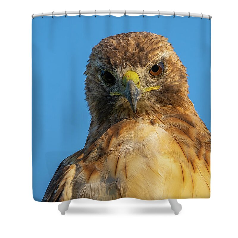 Hawk Shower Curtain featuring the photograph Red Tail Hawk by Brad Bellisle