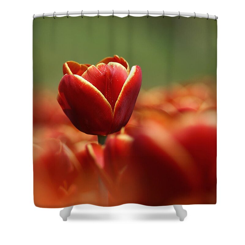 Netherlands Shower Curtain featuring the photograph Red Tulip Against A Soft Background by Chantal