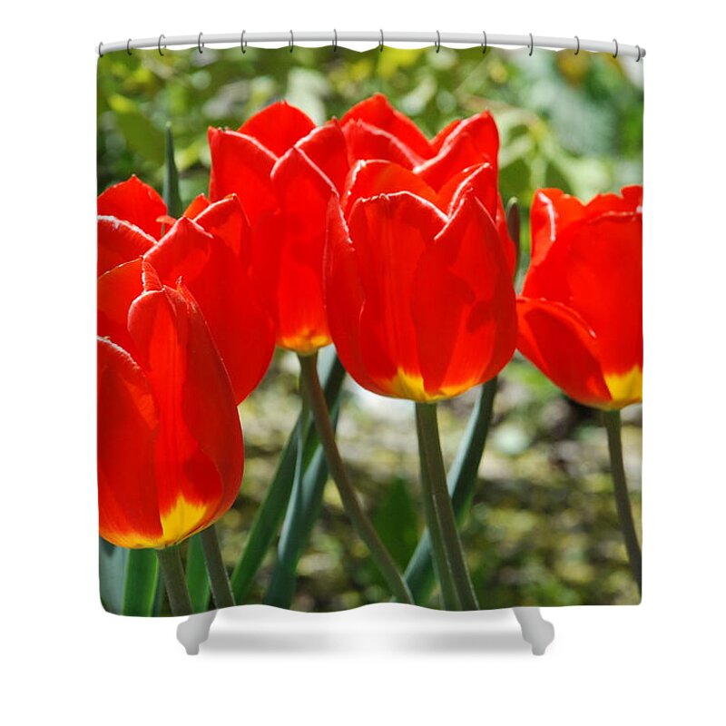 Red Yellow Tulips Shower Curtain featuring the photograph Red Yellow Tulips by Ee Photography
