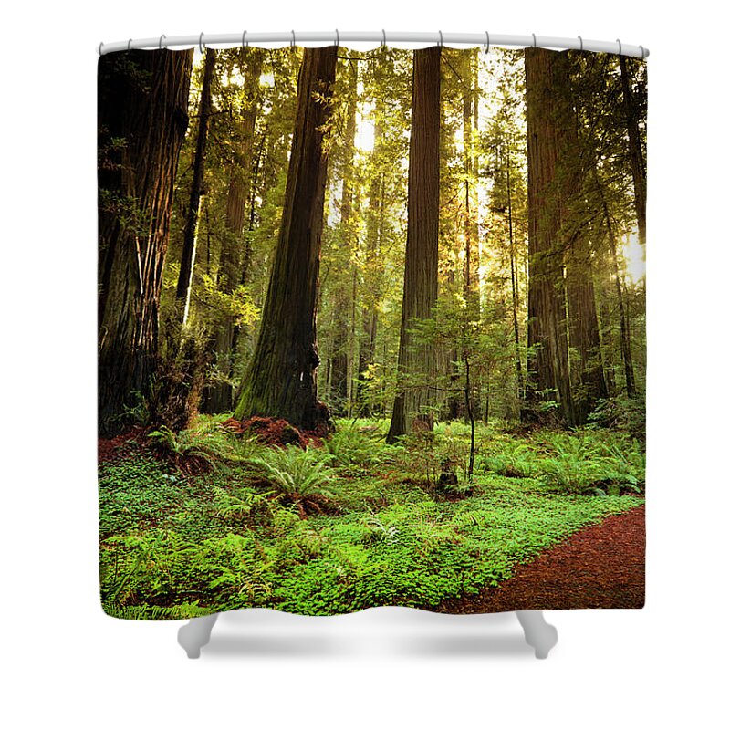 Sequoia Tree Shower Curtain featuring the photograph Redwood Trail Through Trees In The by Pgiam