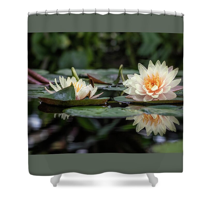 Flower Shower Curtain featuring the photograph Delicate Reflections by Laura Roberts