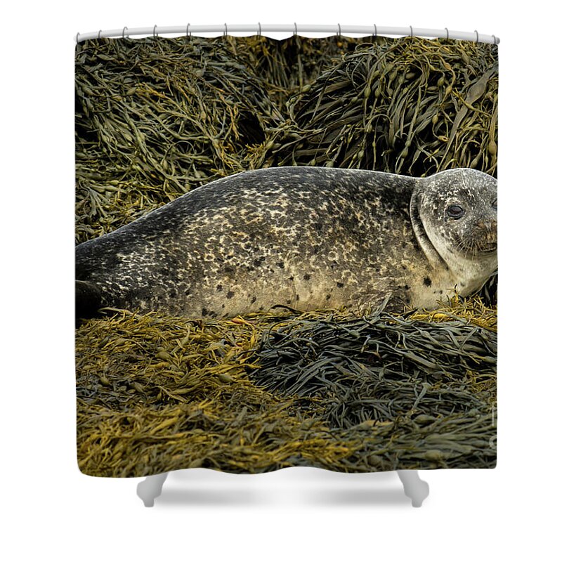 Animal Shower Curtain featuring the photograph Relaxing Common Seal At The Coast Near Dunvegan Castle On The Isle Of Skye In Scotland by Andreas Berthold