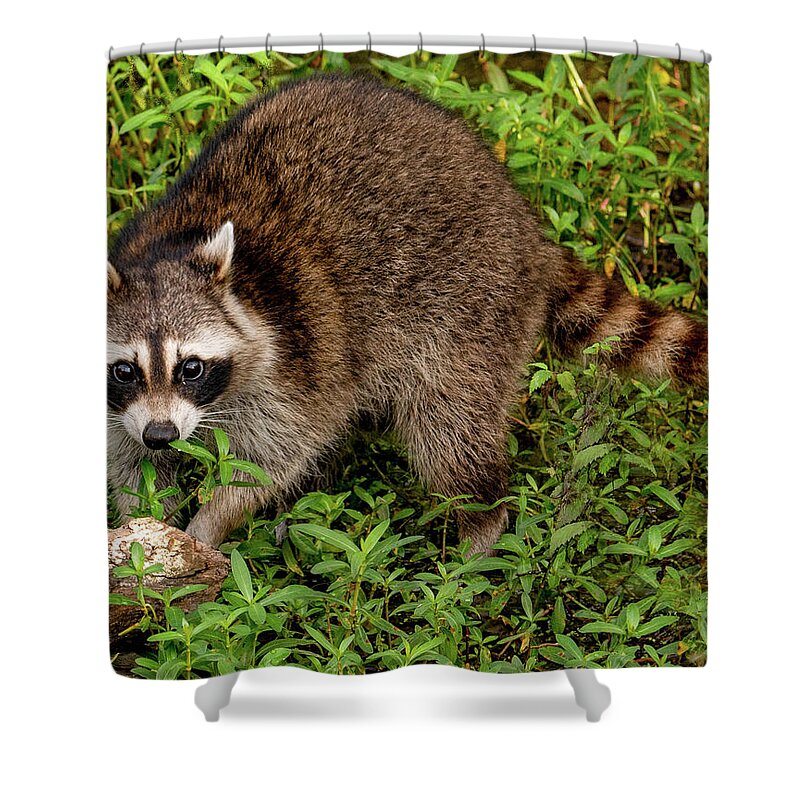 Racoon Shower Curtain featuring the photograph Renegade Raccoon by Marcy Wielfaert