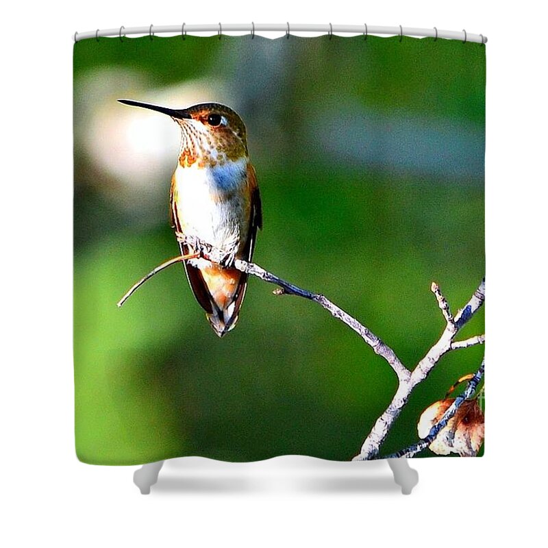 Hummingbird Shower Curtain featuring the photograph Resting in the Sun by Dorrene BrownButterfield