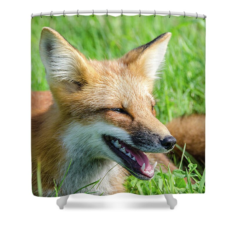 Cavendish Shower Curtain featuring the photograph Resting Red Fox by Douglas Wielfaert