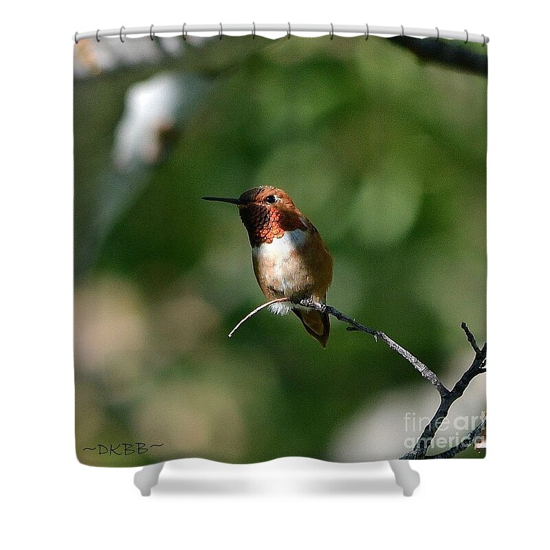 Hummingbird Shower Curtain featuring the photograph Resting Rufous by Dorrene BrownButterfield