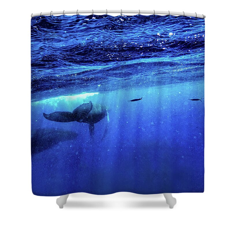 Humpback Whales Shower Curtain featuring the photograph Return by Louise Lindsay