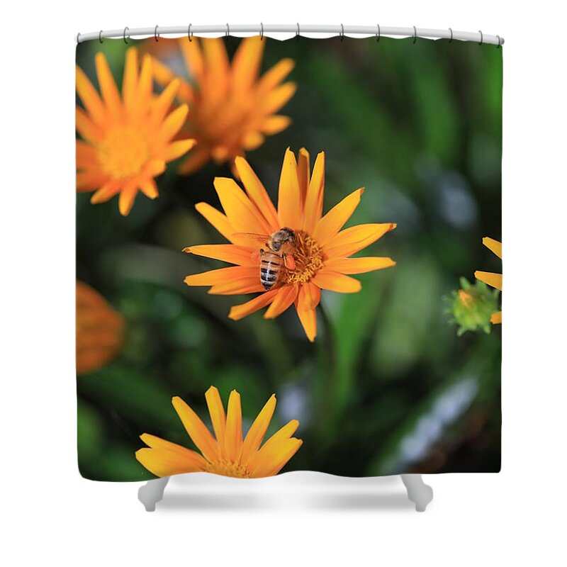 Yellow Spring Flowers Shower Curtain featuring the photograph Return Of The Pollinator by Az Jackson