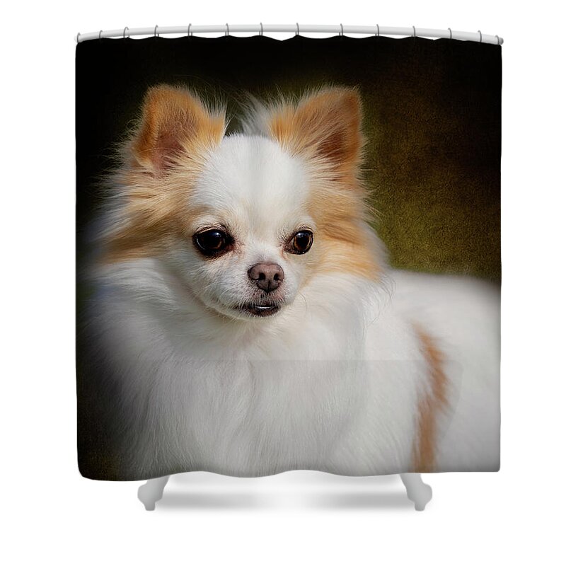 Chihuahua Shower Curtain featuring the photograph Ricco by Diana Andersen