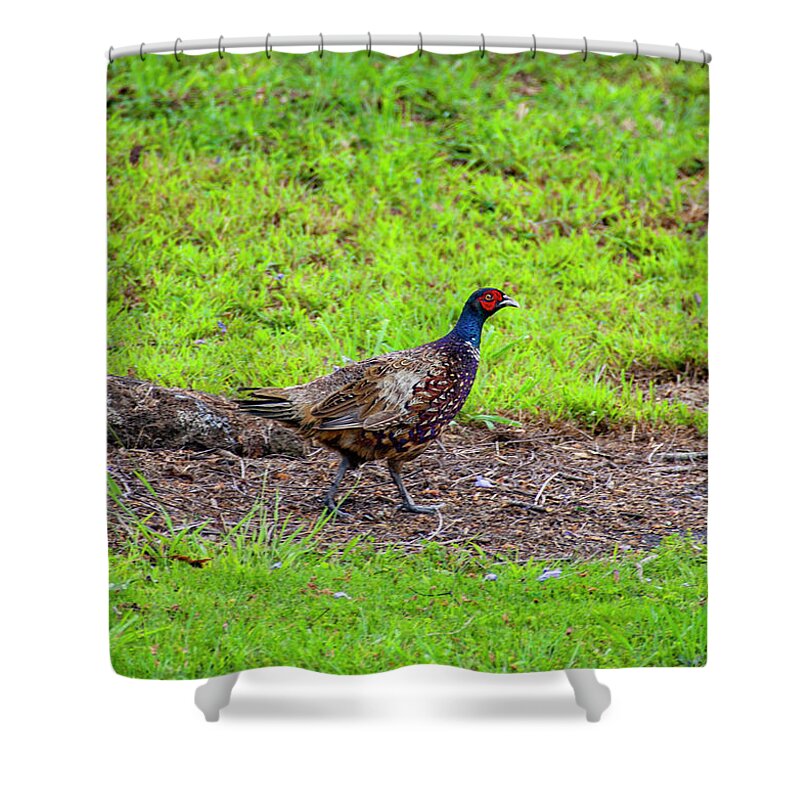 Pheasant Shower Curtain featuring the photograph Ring Necked Pheasant by Anthony Jones