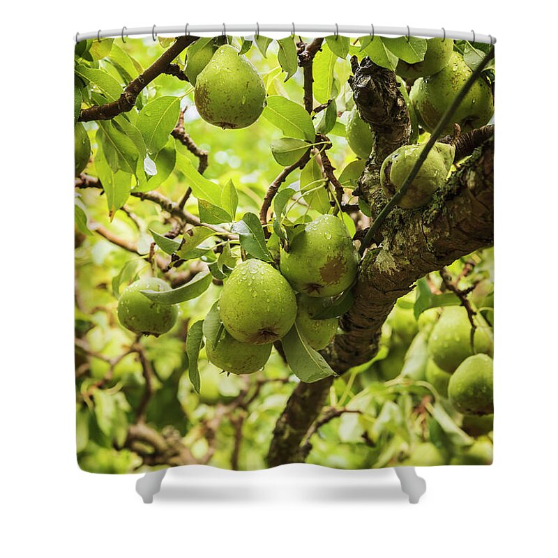 Green Shower Curtain featuring the photograph Ripe green garden pears by Sophie McAulay