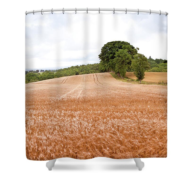 Stirling Shower Curtain featuring the photograph Ripe Wheat by Peter Chadwick Lrps