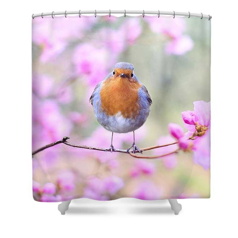 Bird Shower Curtain featuring the photograph Robin on pink flowers by Top Wallpapers