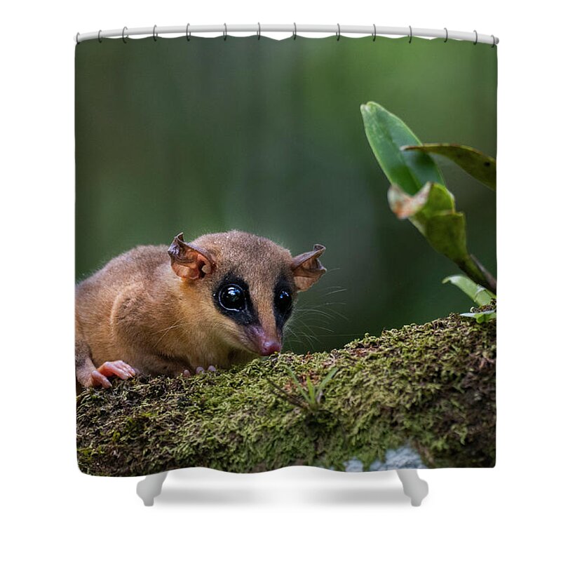 Sebastian Kennerknecht Shower Curtain featuring the photograph Robinson's Mouse Oppossum by Sebastian Kennerknecht