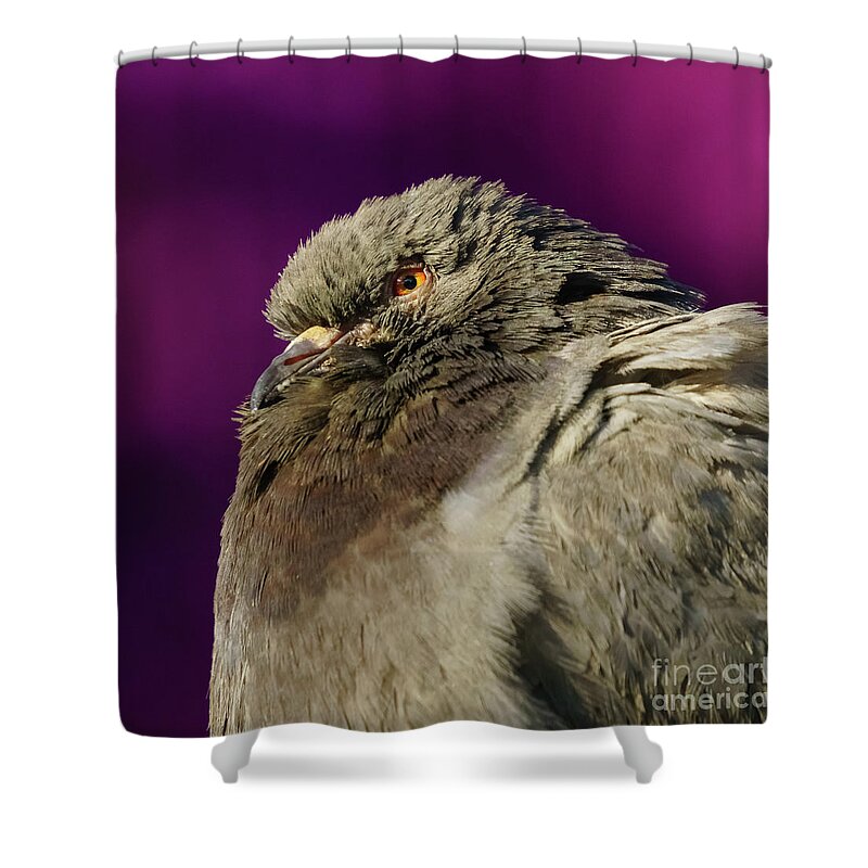 Feather Shower Curtain featuring the photograph Rock Pigeon and Iron Fountain Headshot by Pablo Avanzini