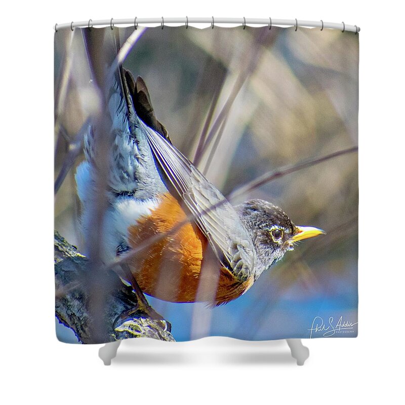 Robin Shower Curtain featuring the photograph Rockin Robin by Phil S Addis