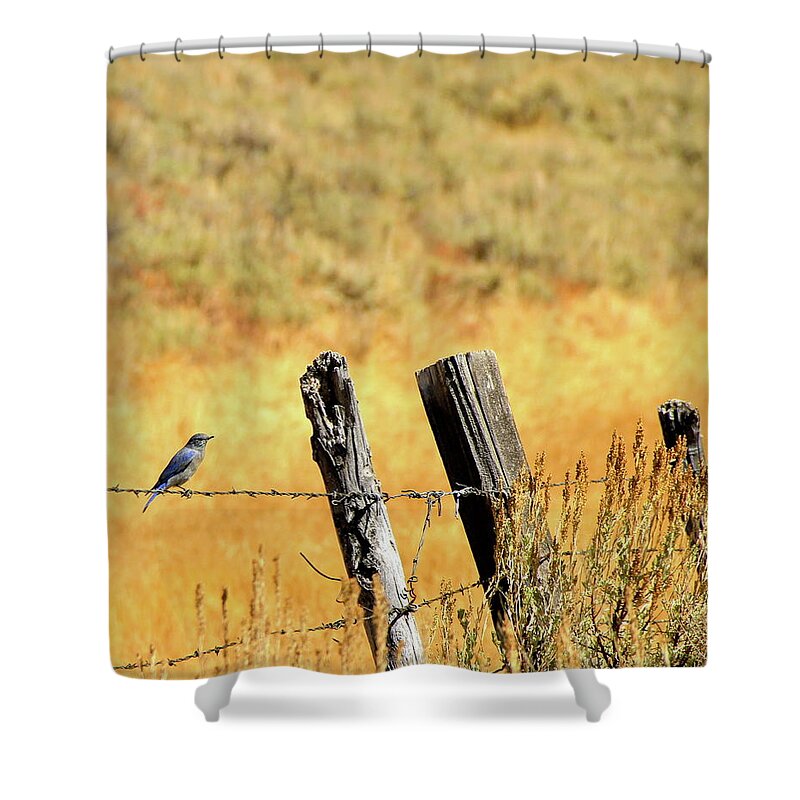 Blue Bird Shower Curtain featuring the photograph Rocky Mountain Blue Bird by Ed Riche