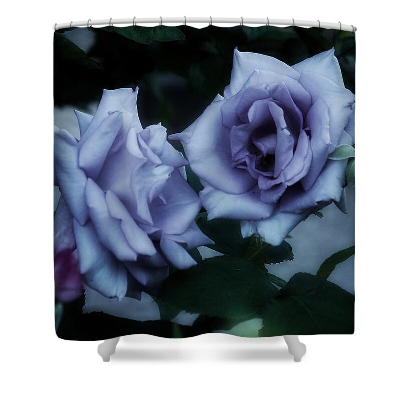 Purple Roses Shower Curtain featuring the photograph Romantic Purple Roses by Richard Cummings