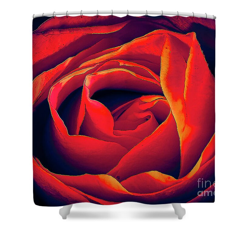 Santa Shower Curtain featuring the photograph Rose Ablaze by Charles Muhle