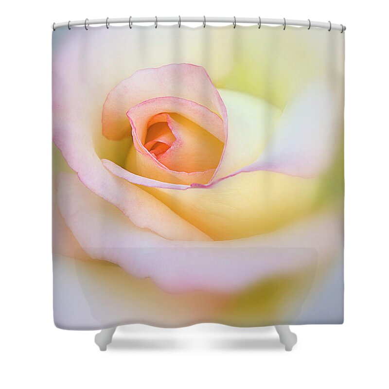 Yellow Shower Curtain featuring the photograph Rose by Diane Miller