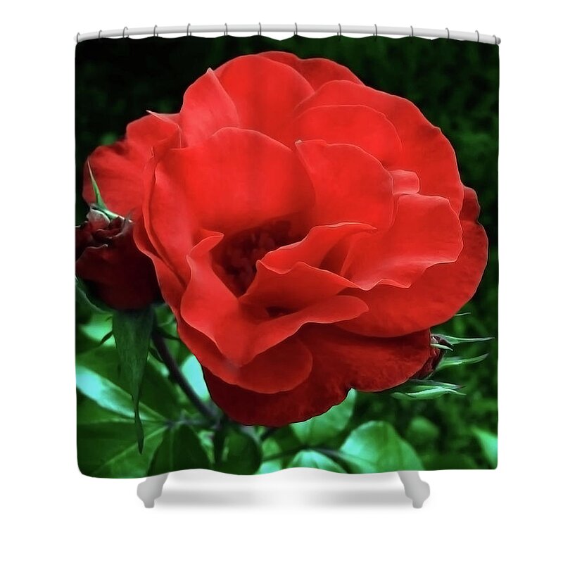 Rose Shower Curtain featuring the photograph Rose For You by Jasna Dragun