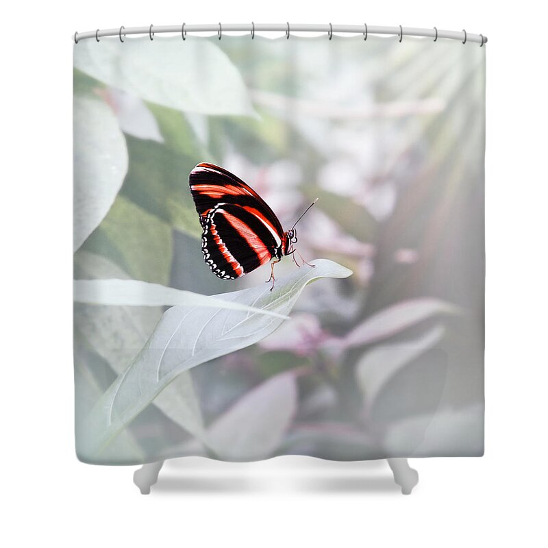 Butterfly Shower Curtain featuring the photograph Banded Orange Heliconian - Dryadula phaetusa by Jaroslav Buna