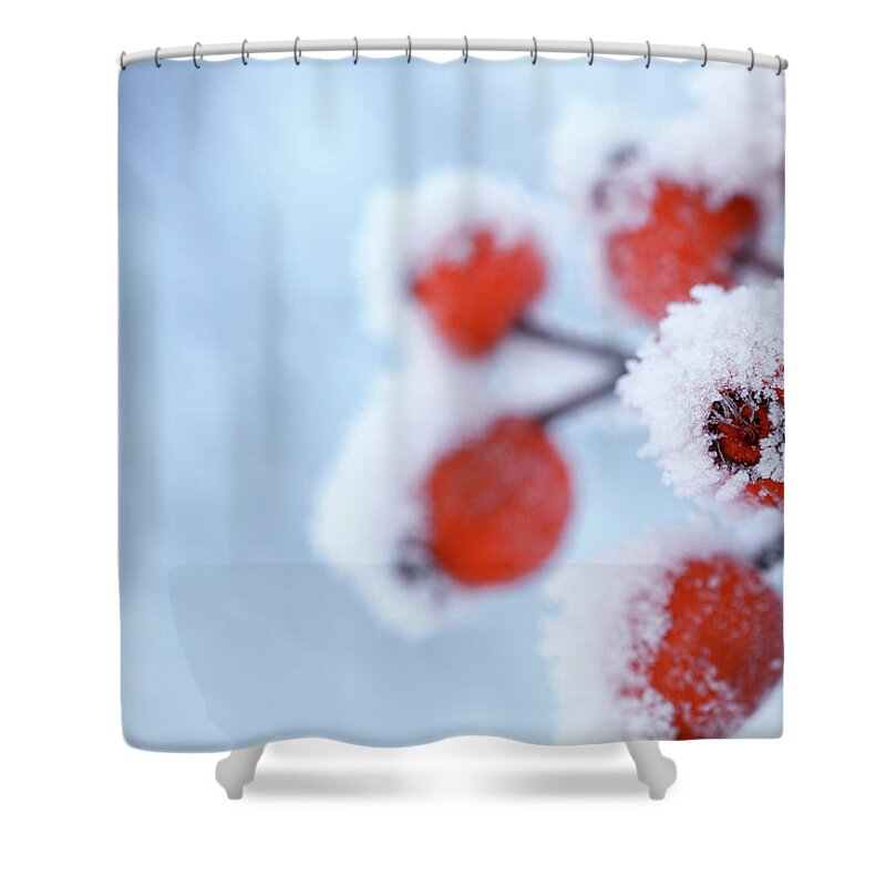 Snow Shower Curtain featuring the photograph Rose Hips In Winter by Lordrunar